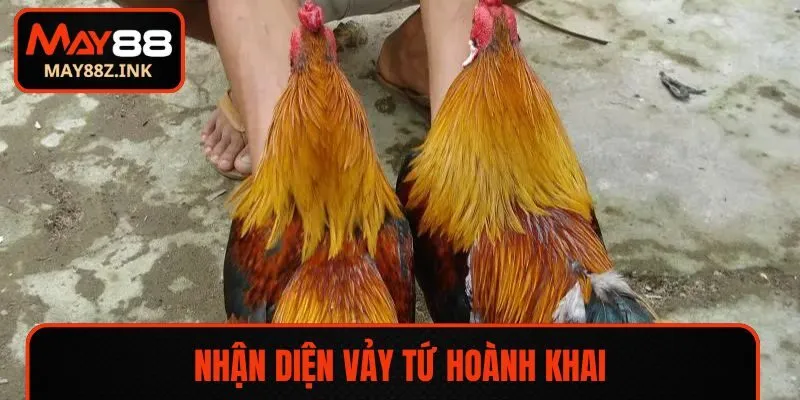 Nhận diện vảy Tứ Hoành Khai